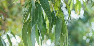 How does eucalyptus essential oil help in respiratory problems?
